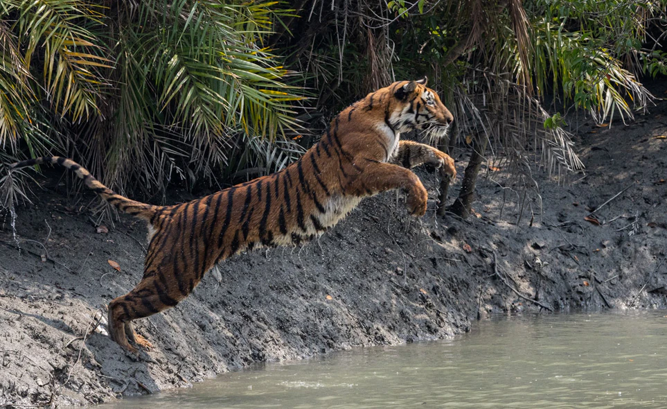 In the Mangroves, the Sunderbans Took Ajit