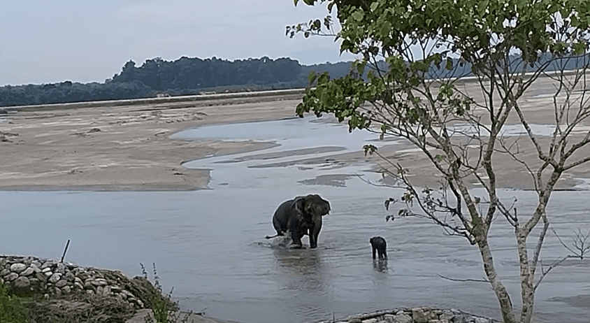 A raging river, a helpless mother, a newborn calf – Reunion Retold