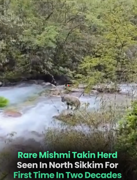 Sikkim Team in Rapture as Elusive Mishmi Takin Reappears