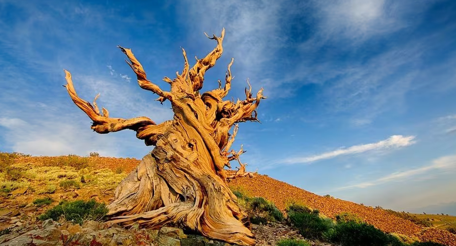 Methuselah: World’s Living Tree Watching history for nearly five Millennia